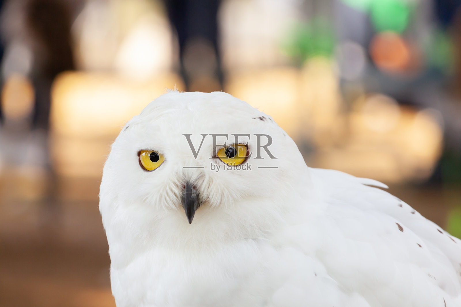 雪鸮用炯炯有神的黄色眼睛凝视着模糊的背景照片摄影图片