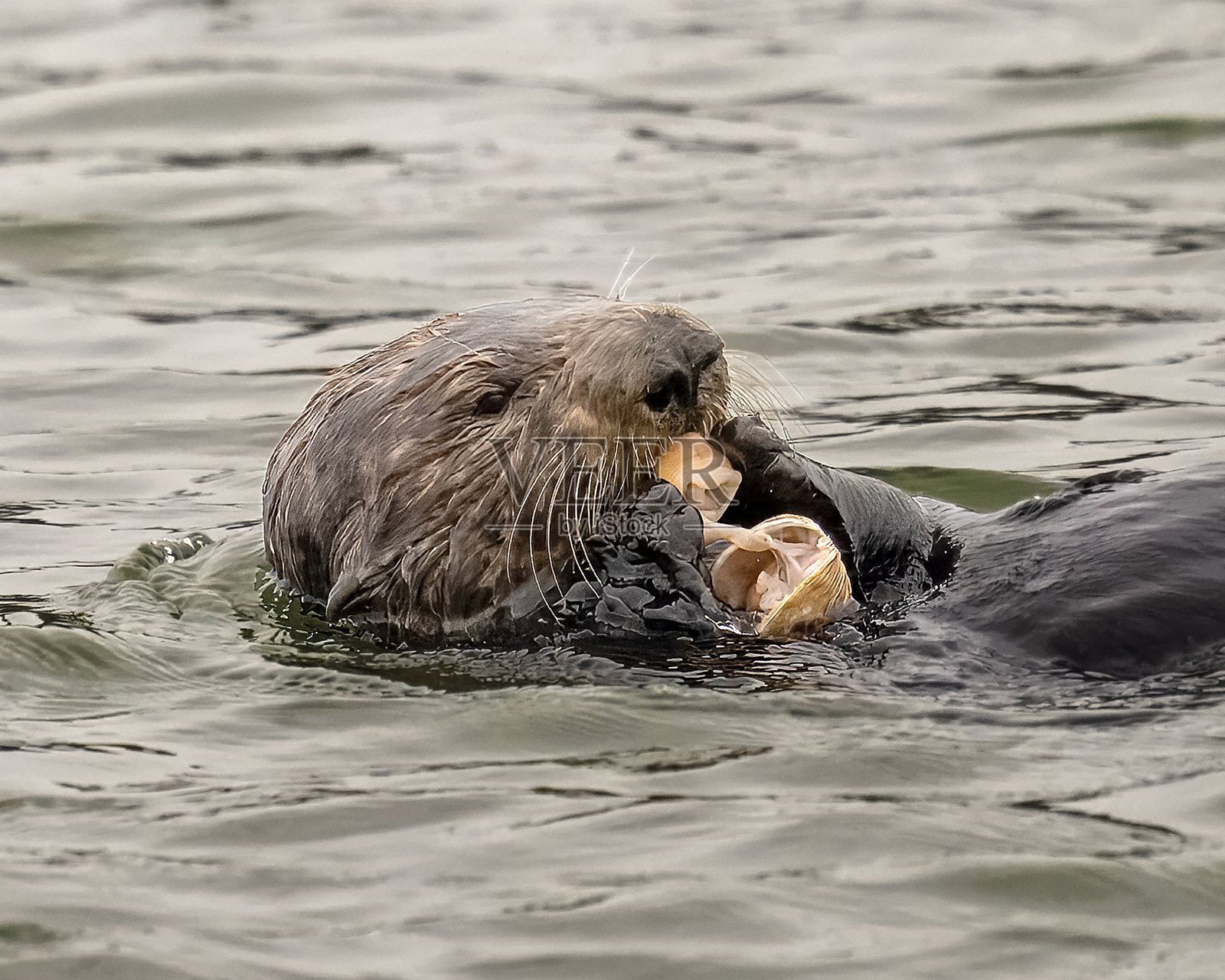 海獺照片摄影图片