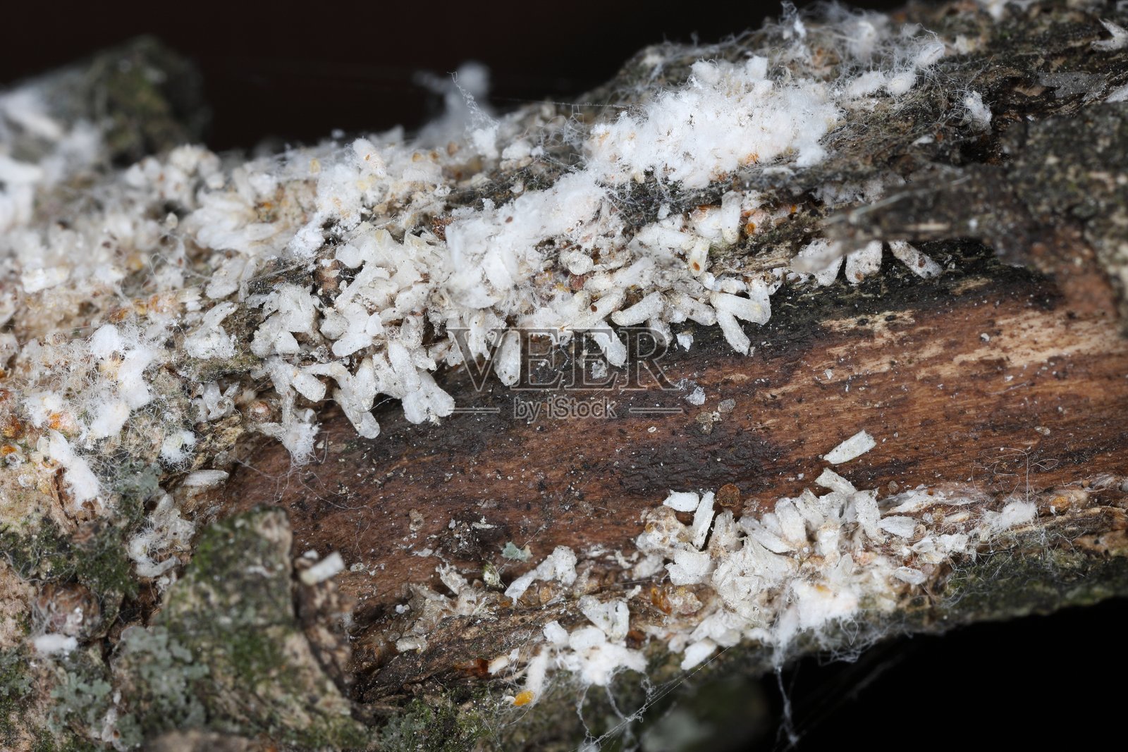 五角白桃介壳虫，白桃介壳虫或桑树介壳虫，属于介壳虫科。严重的植物害虫。花园中树皮上的昆虫群落。照片摄影图片