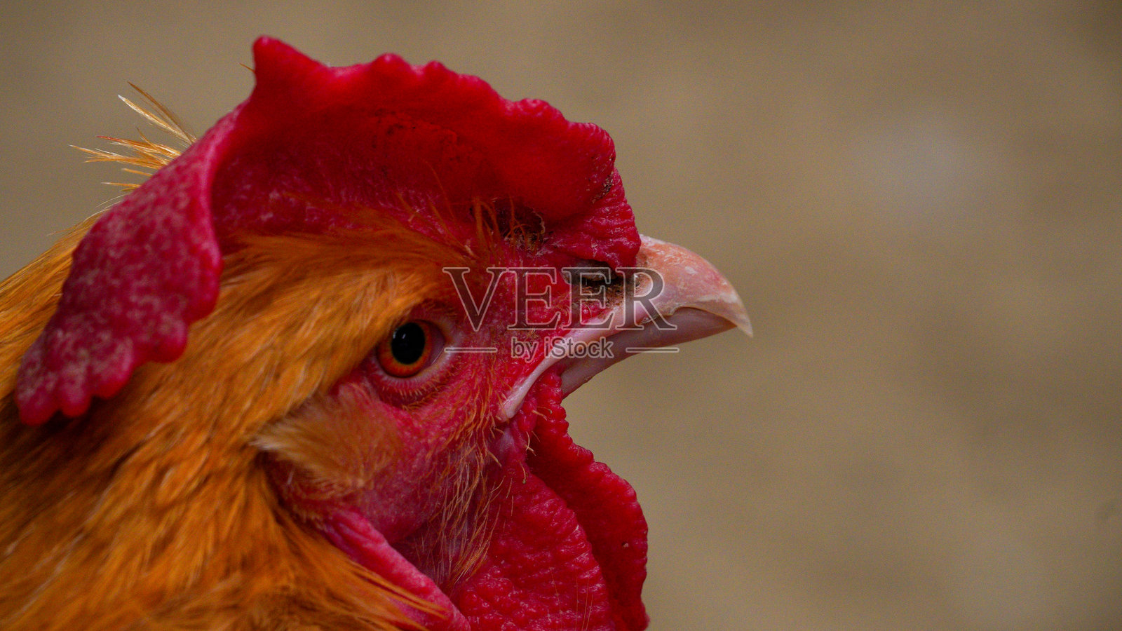 福利农场儿童谷仓内的布法罗金鸡特写镜头照片摄影图片