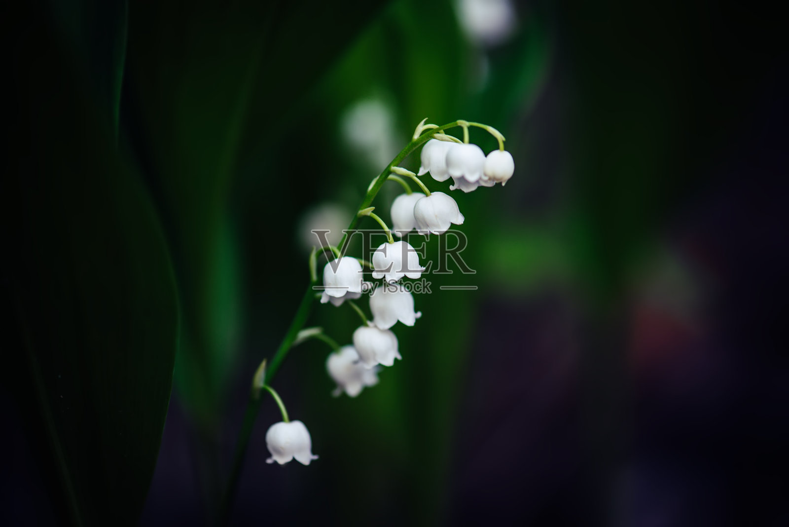 铃兰照片摄影图片