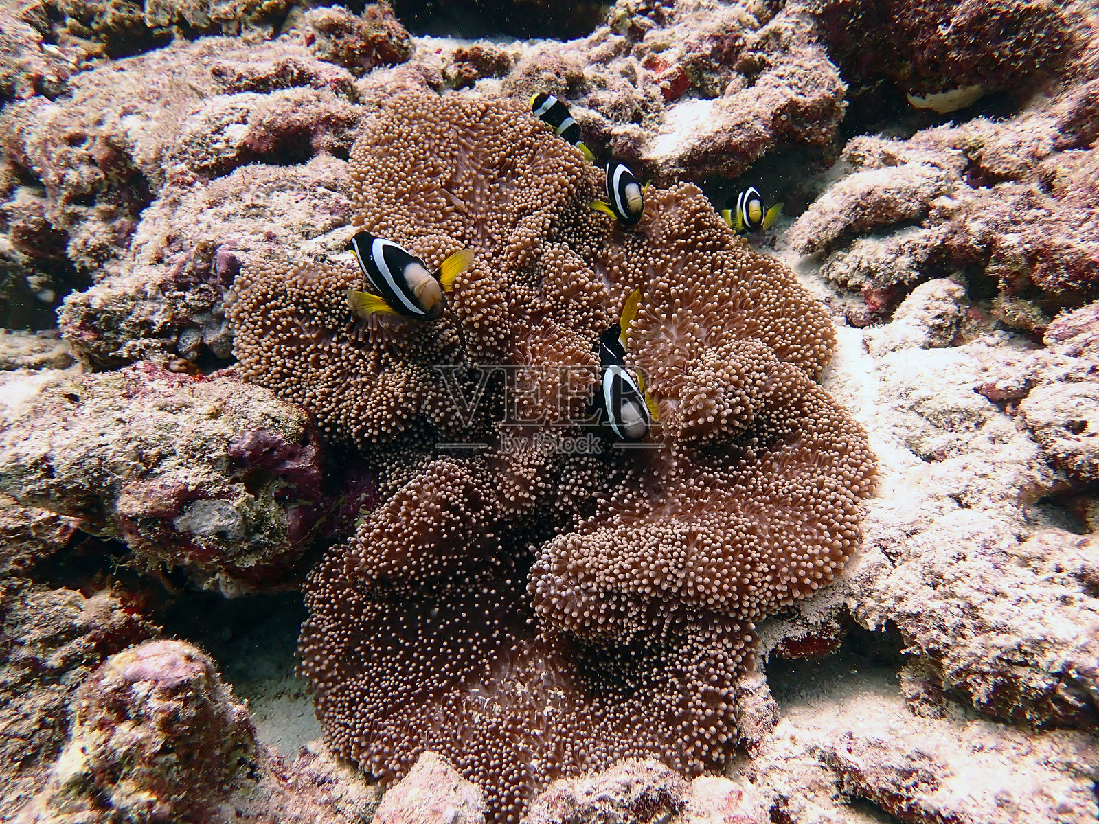 海葵中的小丑鱼家庭照片摄影图片