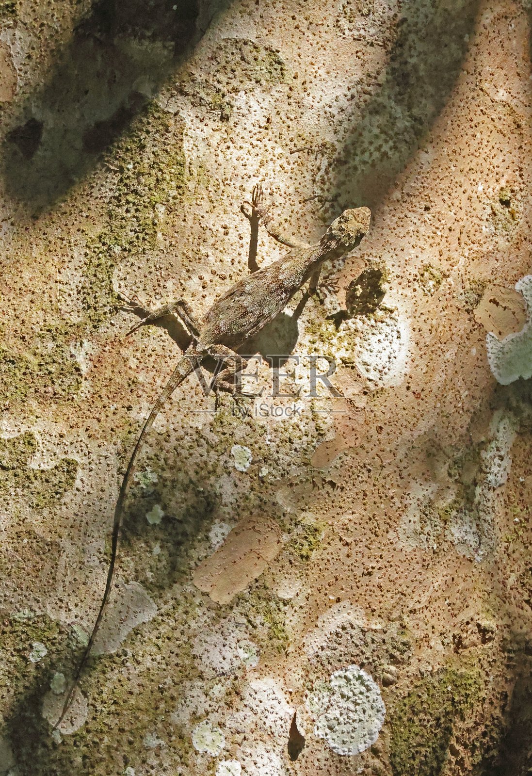 有线飞龙照片摄影图片