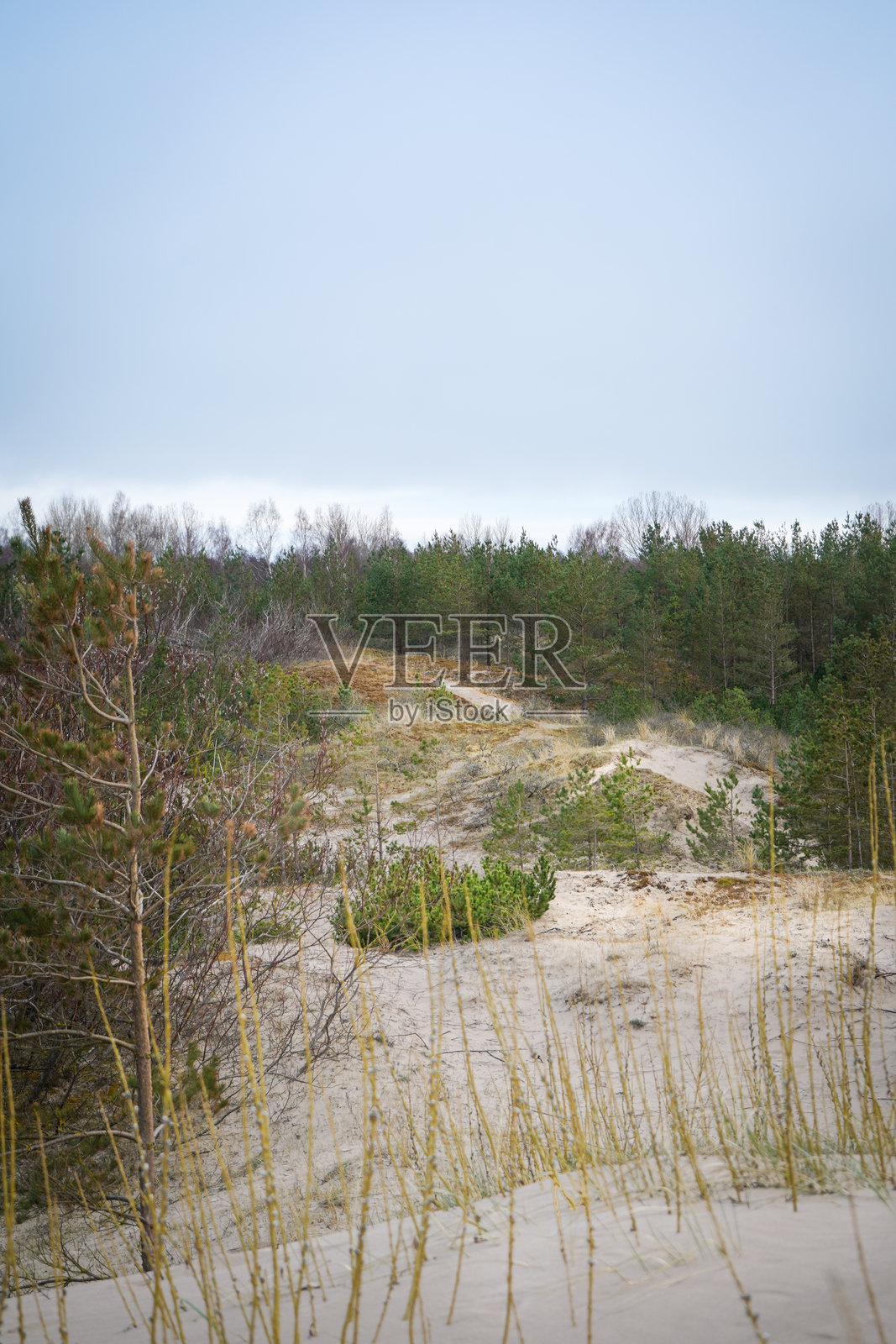 海边的绿色森林照片摄影图片