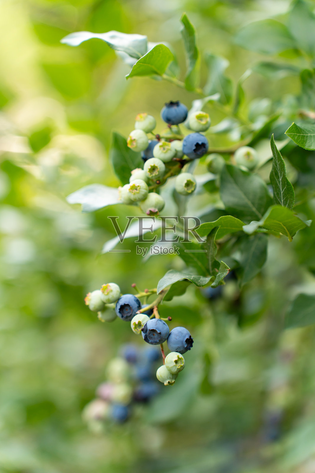 蓝莓树上的绿色和蓝色浆果。成熟度混合的蓝莓灌木。照片摄影图片