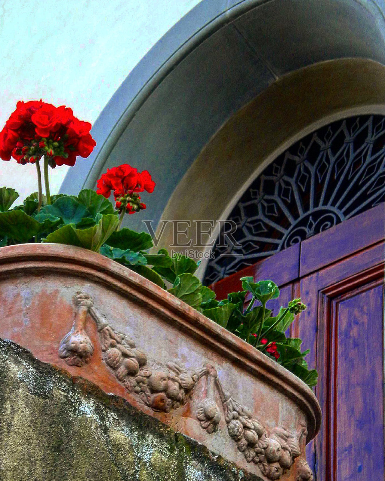 我花园里的美丽花朵照片摄影图片