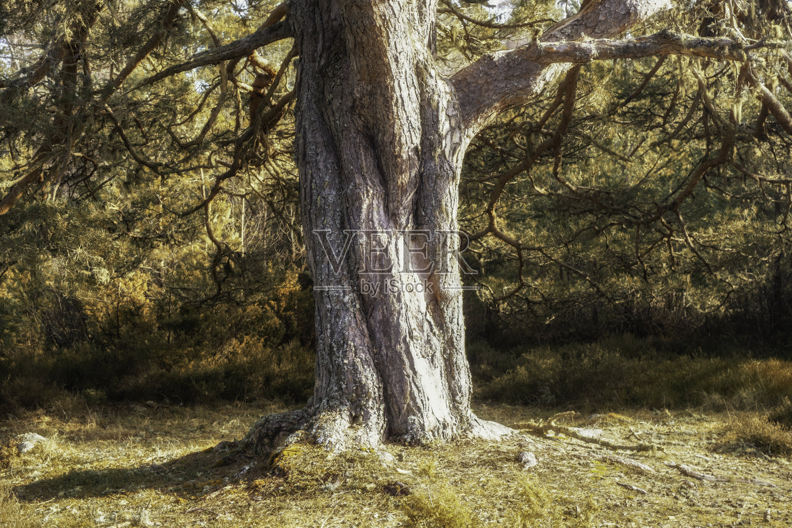 在罗西穆尔丘斯森林和艾琳湖漫步照片摄影图片