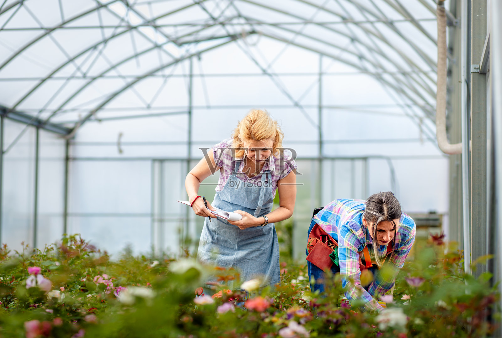 两位女性在花卉温室中挑选玫瑰进行授粉，以创造一种新品种。照片摄影图片
