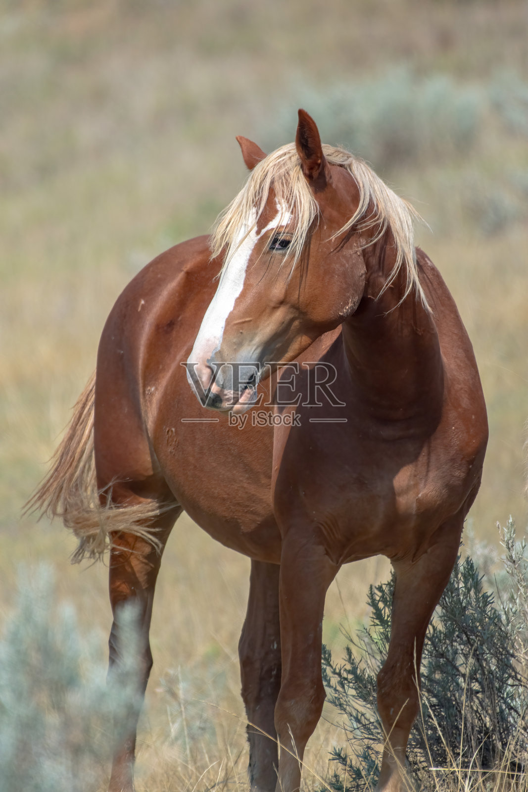 野马（马，学名：Equus caballus）照片摄影图片
