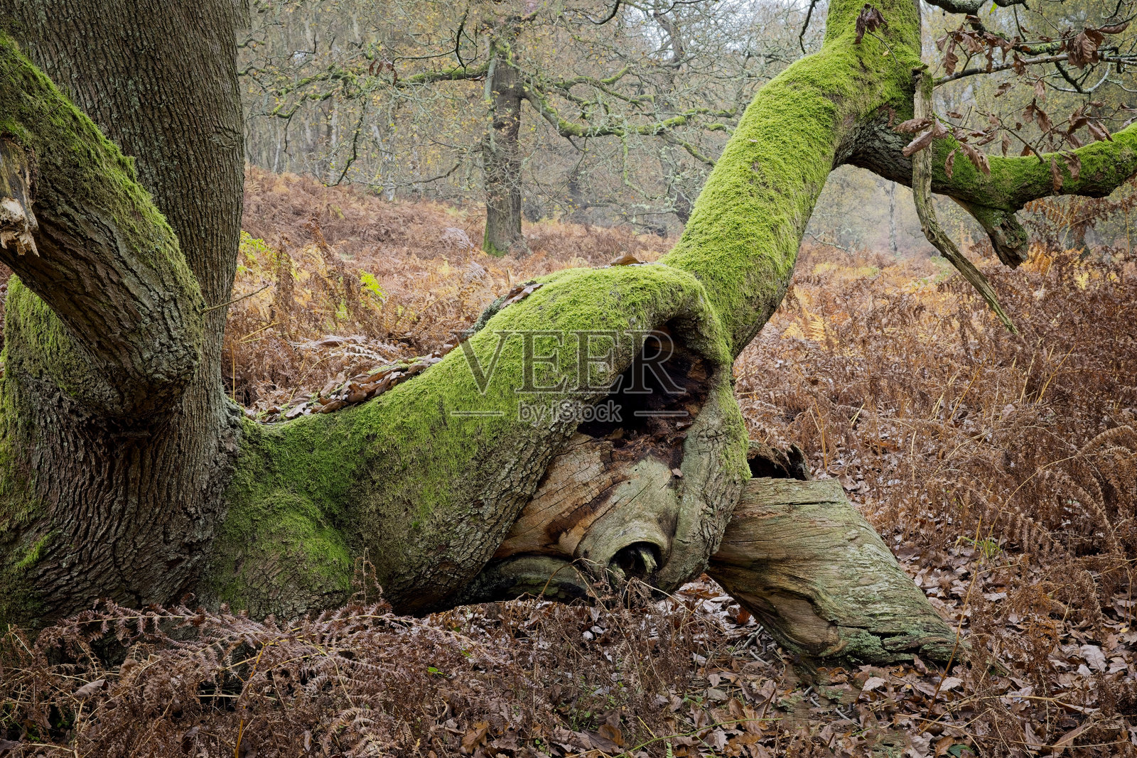 坎诺克追逐的秋季树木照片摄影图片