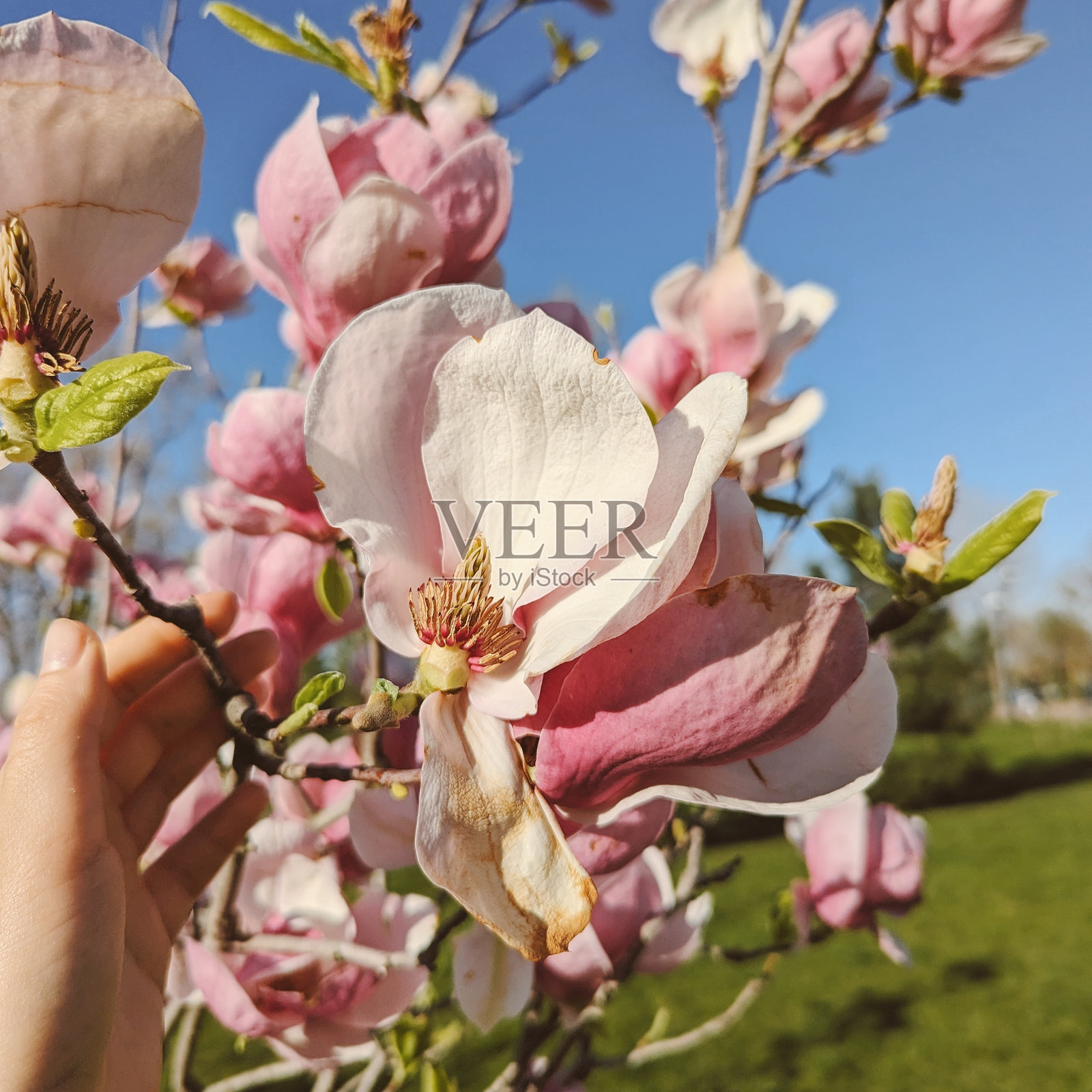 春天的花朵照片摄影图片