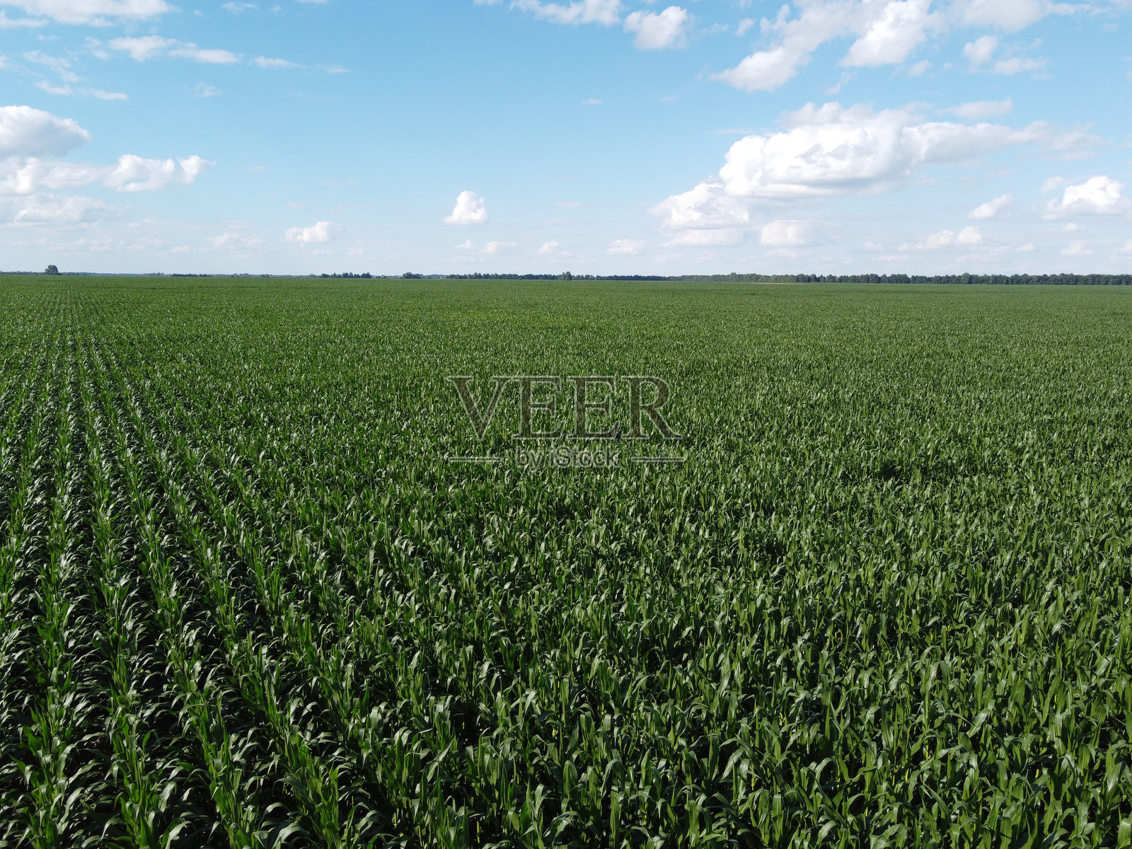 阳光明媚的夏日，巨大的玉米田，鸟瞰图。蓝天映衬着绿色农田，风景如画。照片摄影图片