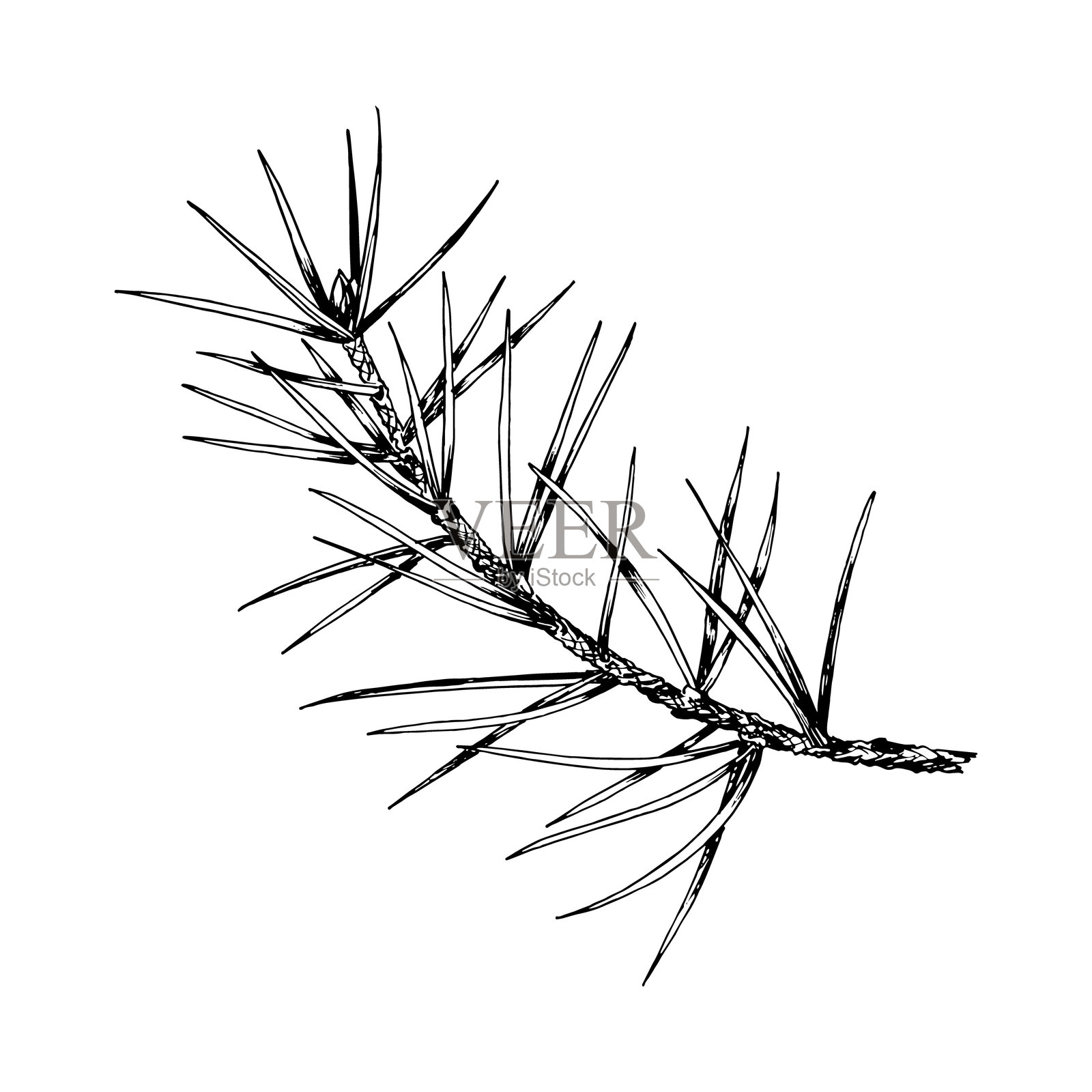 详细的手绘矢量插图，展示松树、雪松和冷杉的枝条。逼真的墨水素描风格设计，完美适用于自然、生态主题项目、圣诞装饰和植物插图。插画图片素材