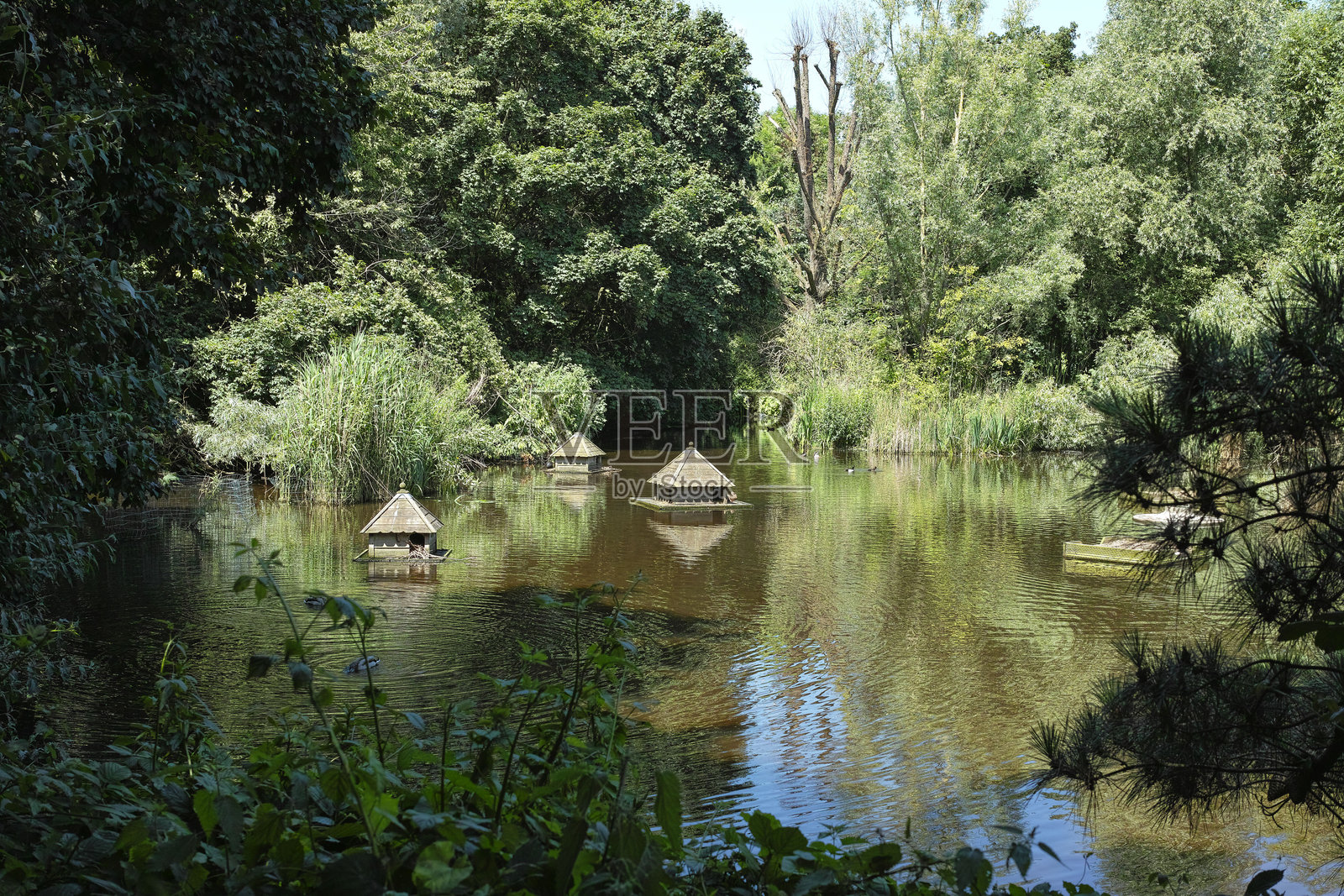 俄罗斯码头森林中的地球池，罗瑟希斯照片摄影图片