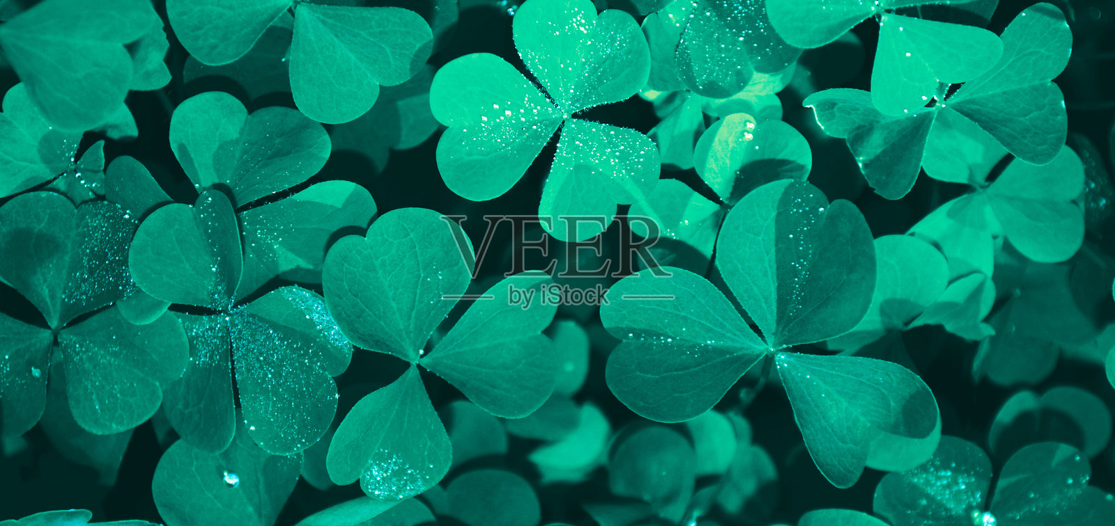 夏季风景背景下的绿色三叶草叶子。圣帕特里克节照片摄影图片