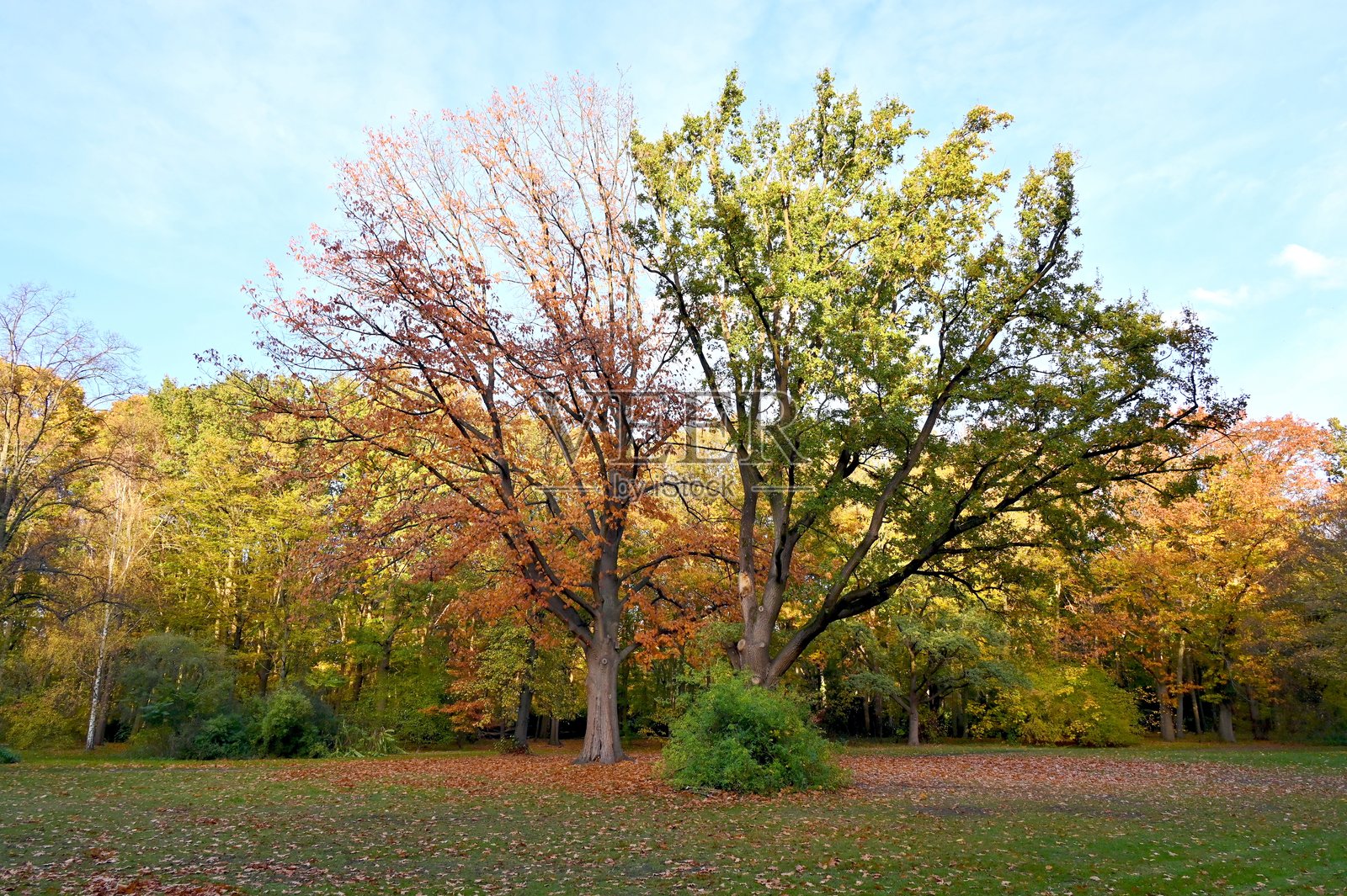 柏林动物园公园的秋季景色照片摄影图片