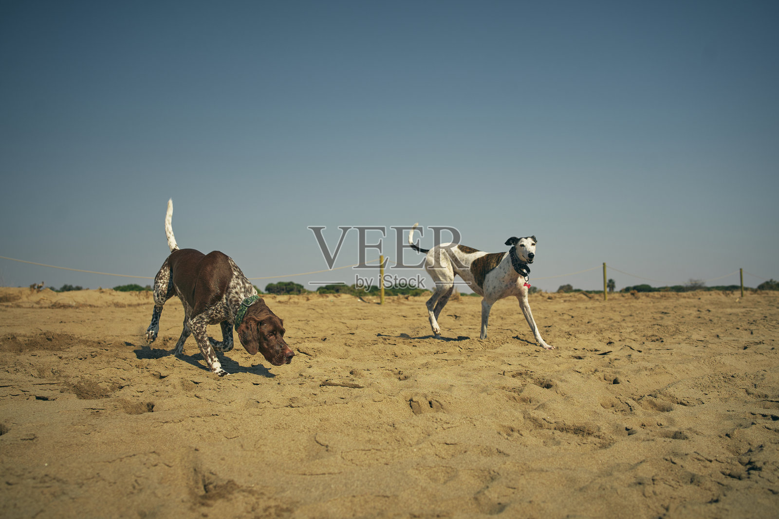 在海滩上的布拉科犬照片摄影图片