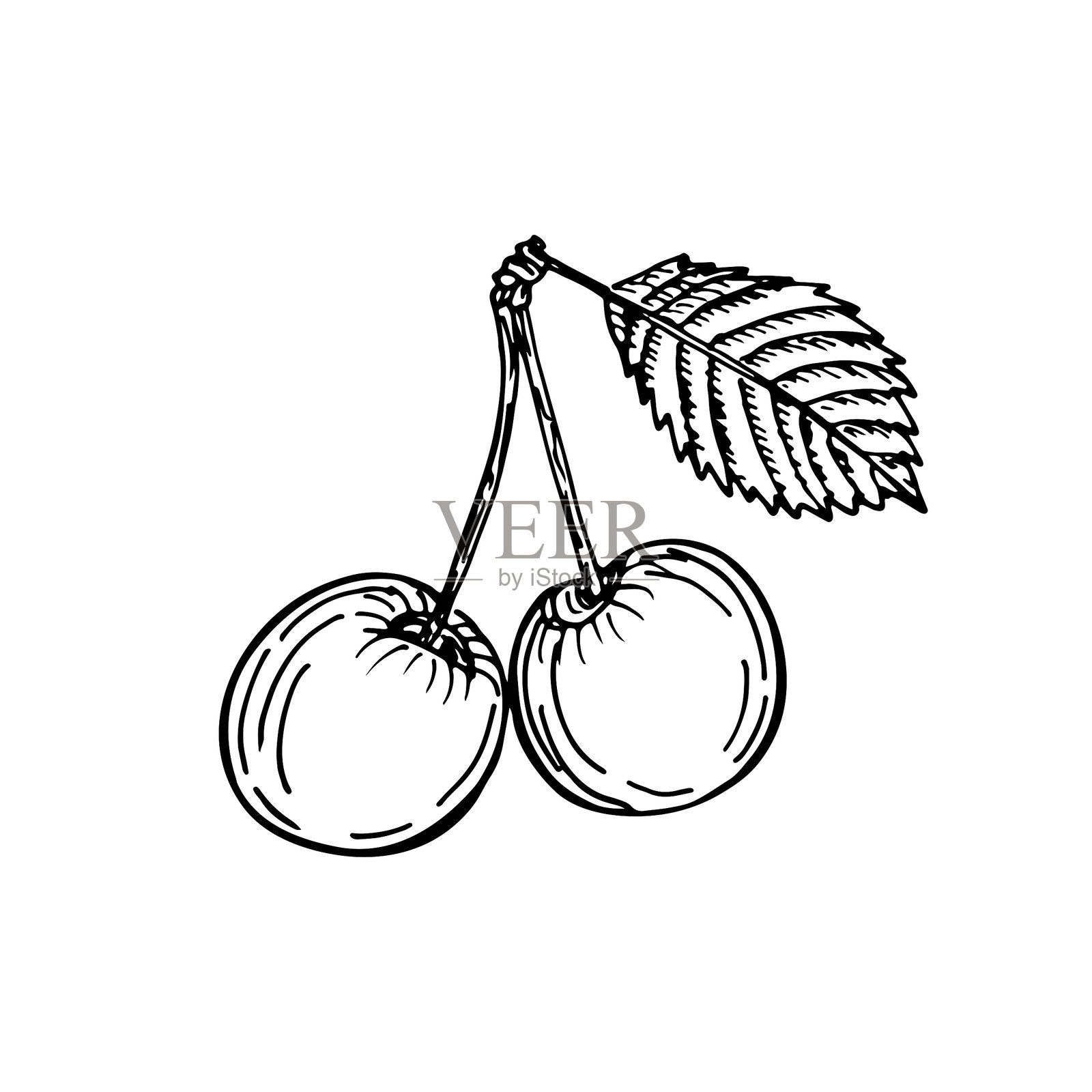 樱桃素描轮廓插图。简单的雕刻风格绘图。矢量线条艺术剪贴画插画图片素材