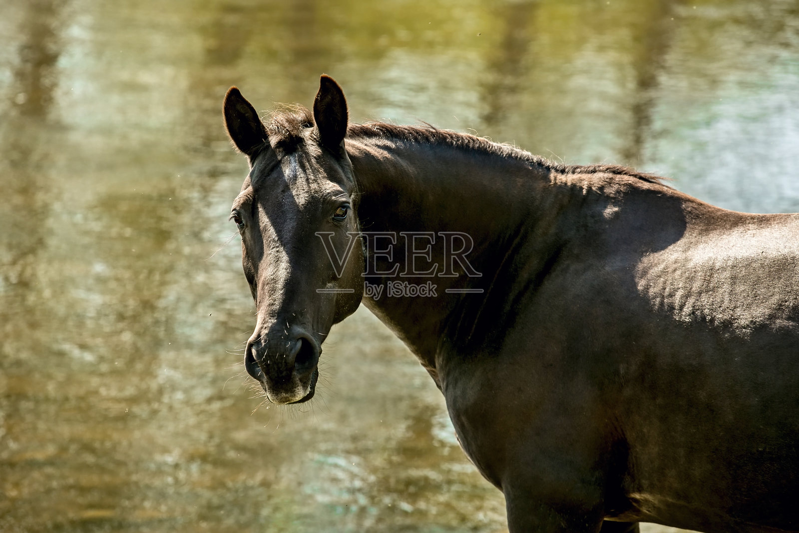 优雅的深棕色马在河边站立，抬头倾听，毛发上的阴影，水中树木的倒影，模糊的背景照片摄影图片