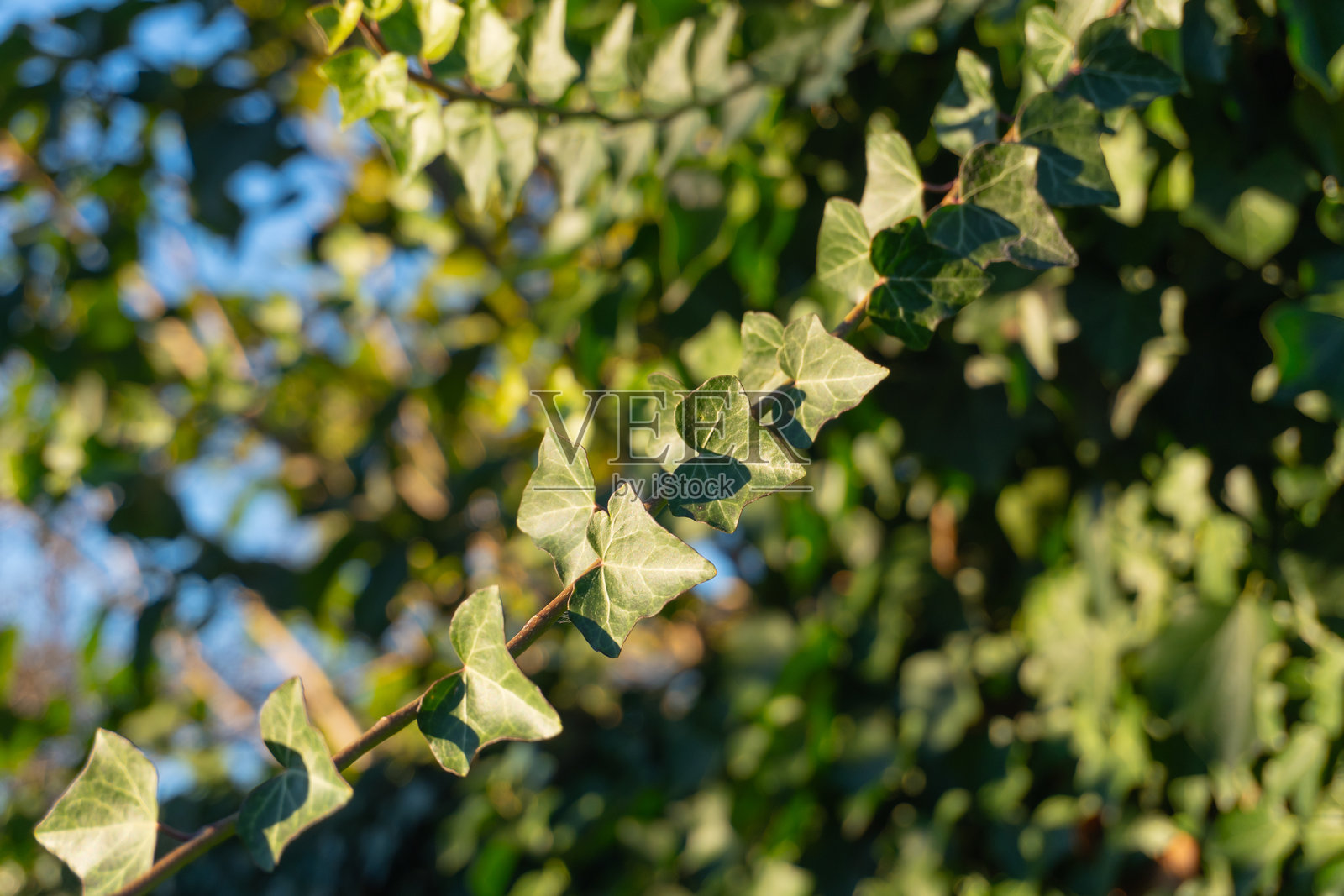 一根单独的常春藤枝条在柔和模糊的树木背景下显得格外美丽。照片摄影图片