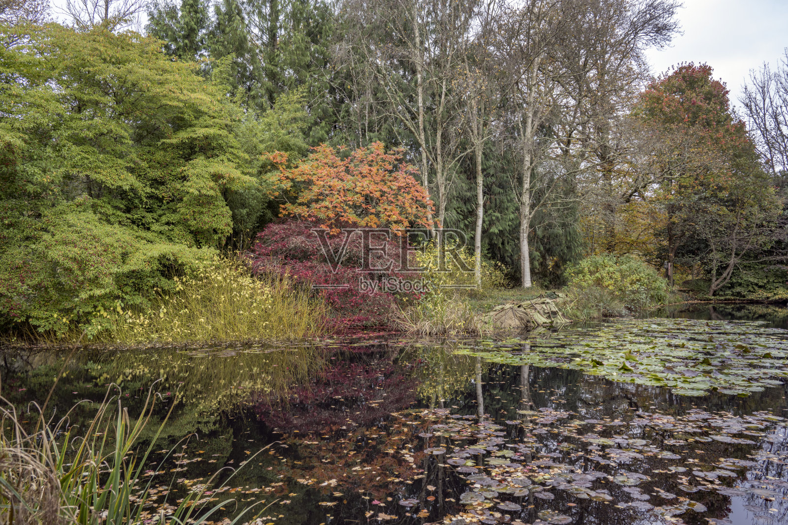 德文郡展示花园中的秋季色彩照片摄影图片