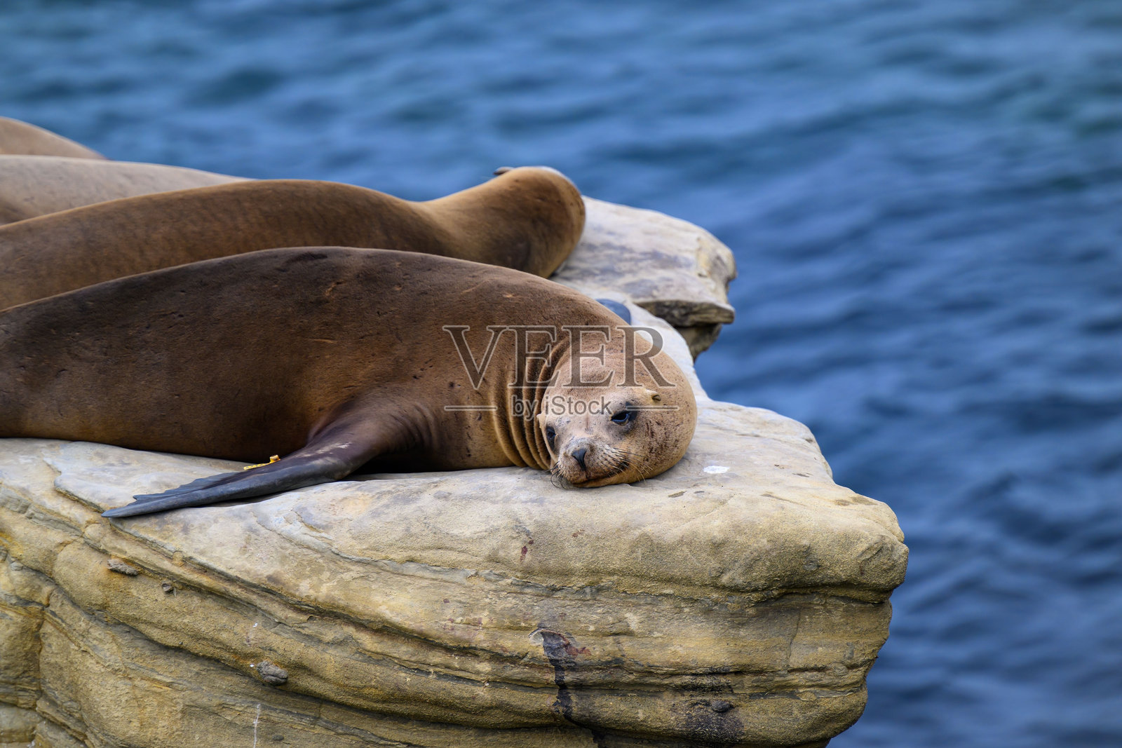 在拉荷亚，海狮懒洋洋地趴在一块大岩石上，背景是太平洋，眼睛非常迷人。照片摄影图片