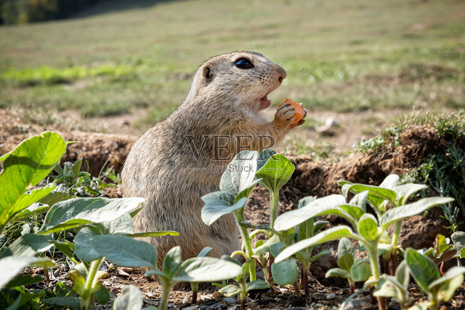 欧洲地松鼠（Spermophilus citellus），斯洛伐克穆兰平原照片摄影图片