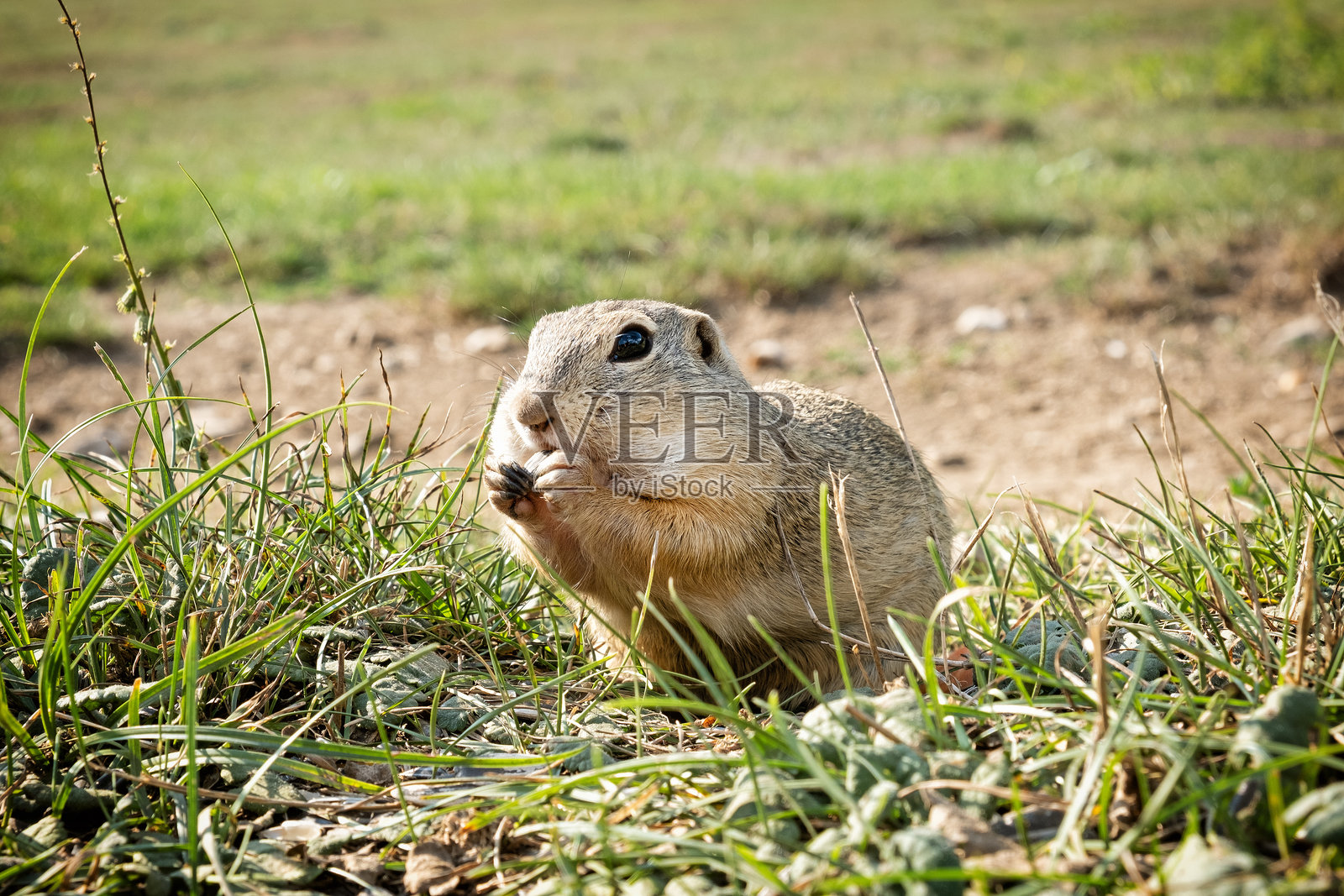 欧洲地松鼠（Spermophilus citellus），斯洛伐克穆兰平原照片摄影图片