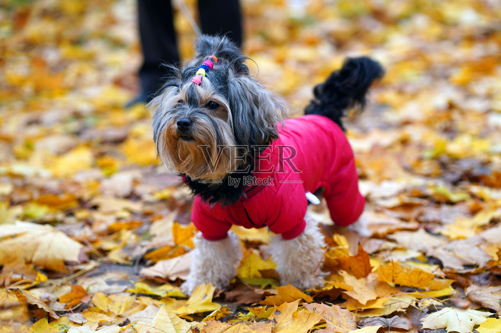 小狗在秋天的棕色枫叶上散步，穿着红色夹克。照片摄影图片