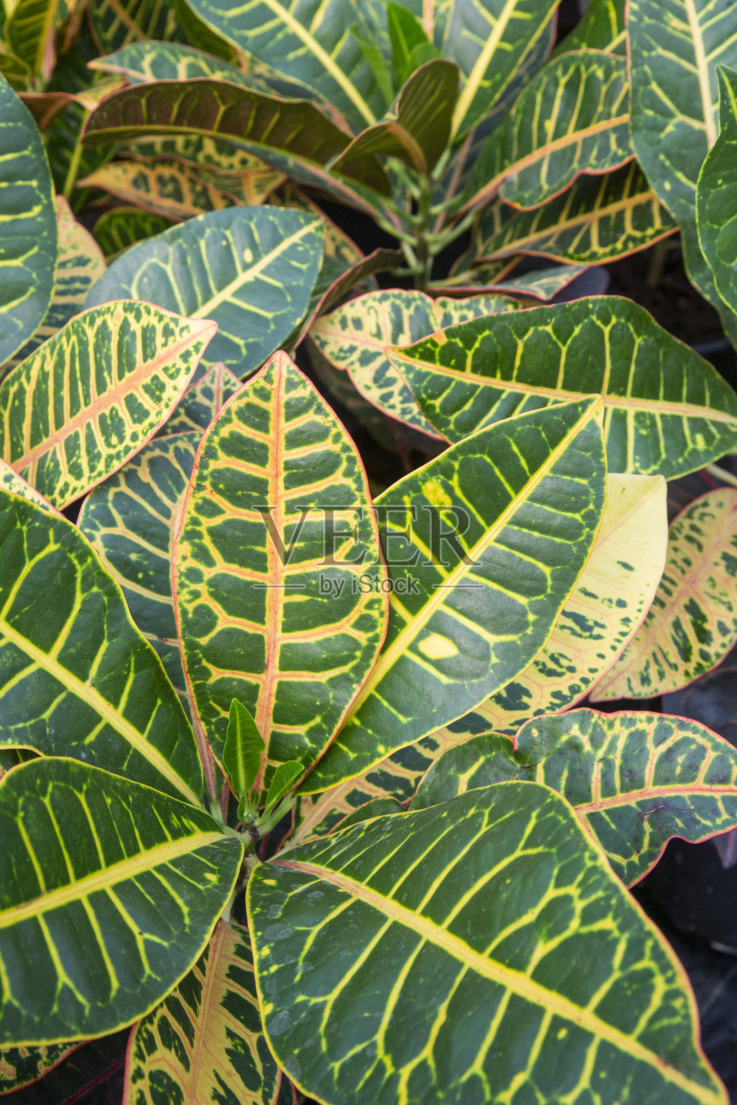 彩叶万年青，彩叶植物，具有丰富多彩的观赏叶片。植物园中的落叶植物。照片摄影图片
