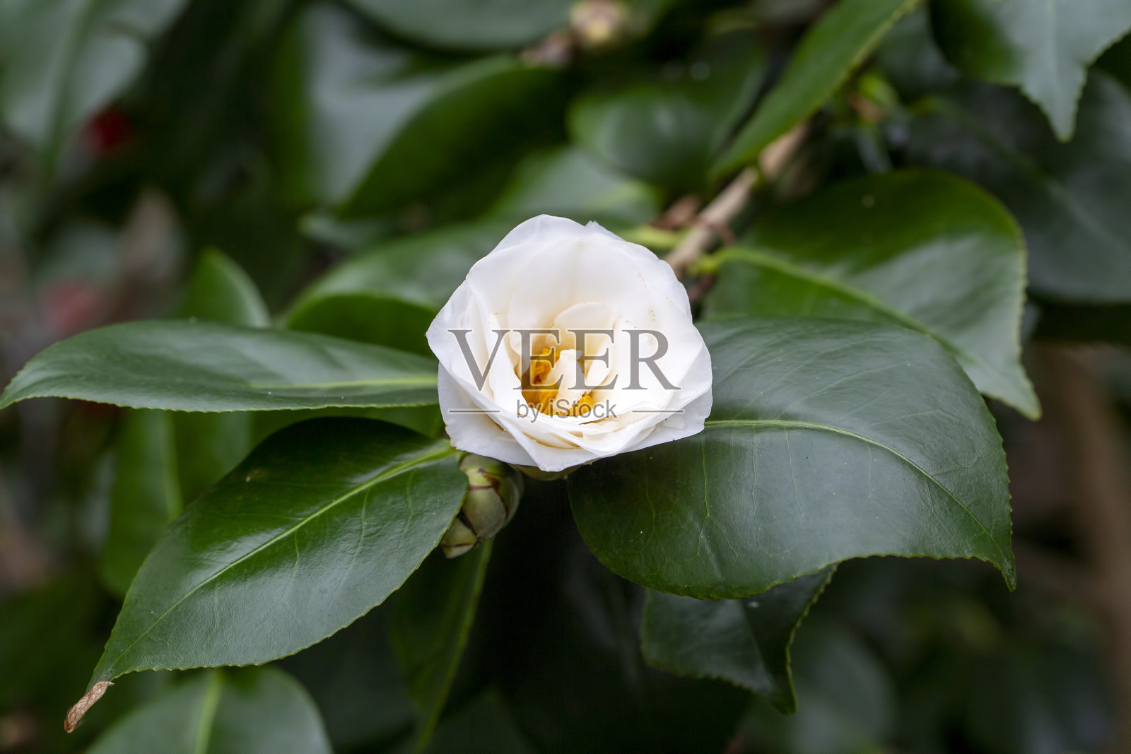 阳光明媚的春天，盛开的日本山茶花（Camellia japonica）。科隆植物园。照片摄影图片