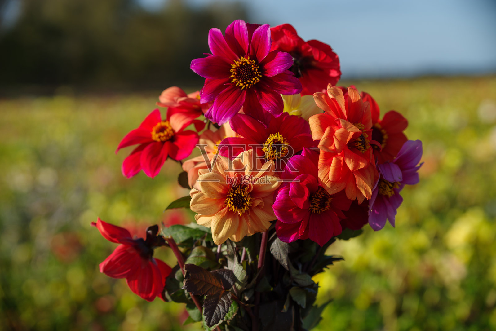美丽的大丽花花束，荷兰种植。照片摄影图片