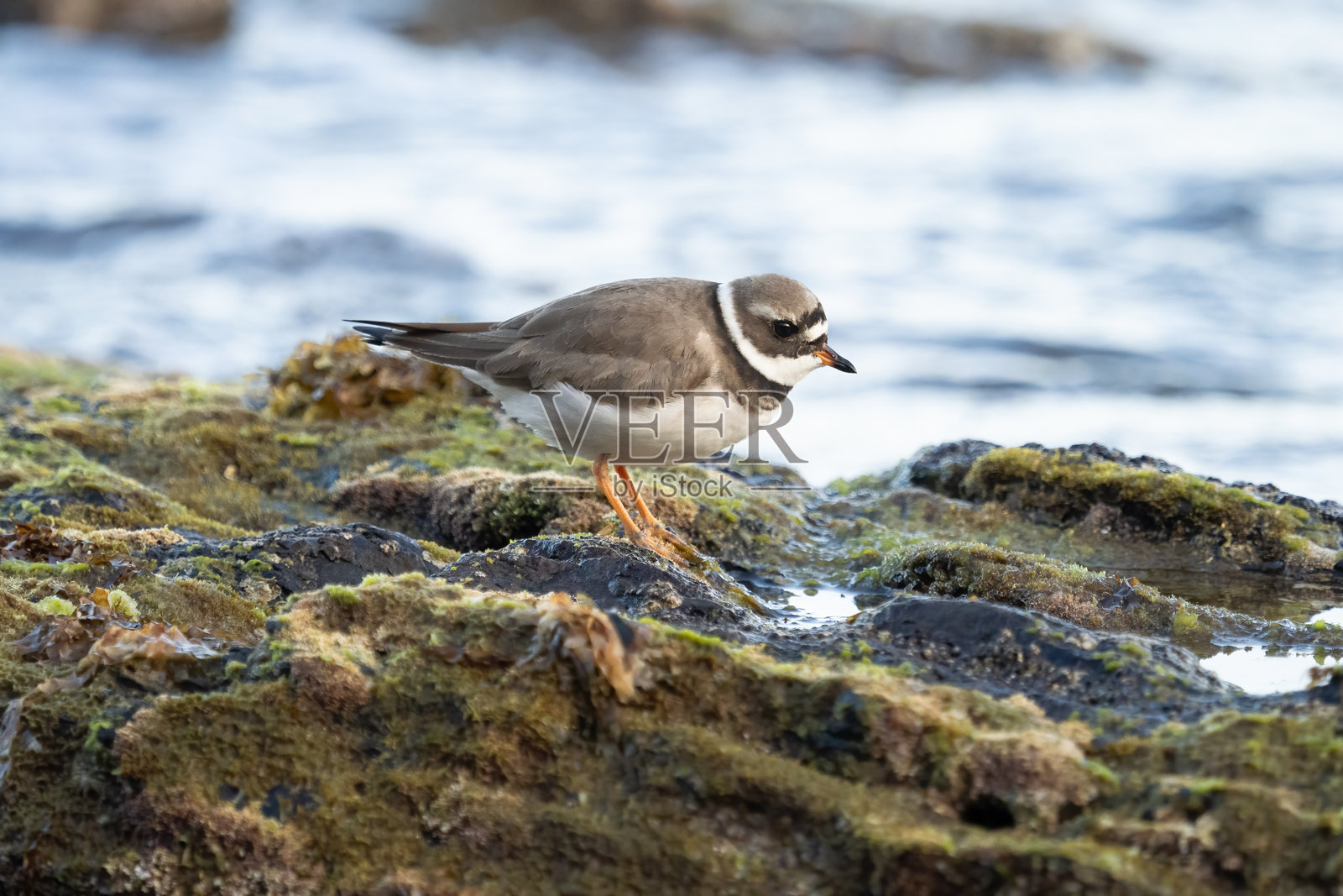 普通环颈鸻。西班牙马拉加 (Charadrius hiaticula)照片摄影图片