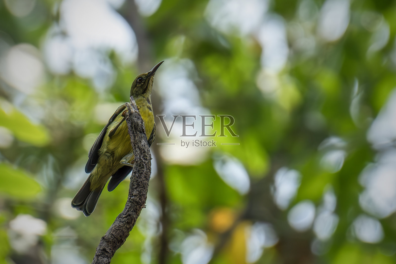 棕喉太阳鸟栖息在树枝上照片摄影图片