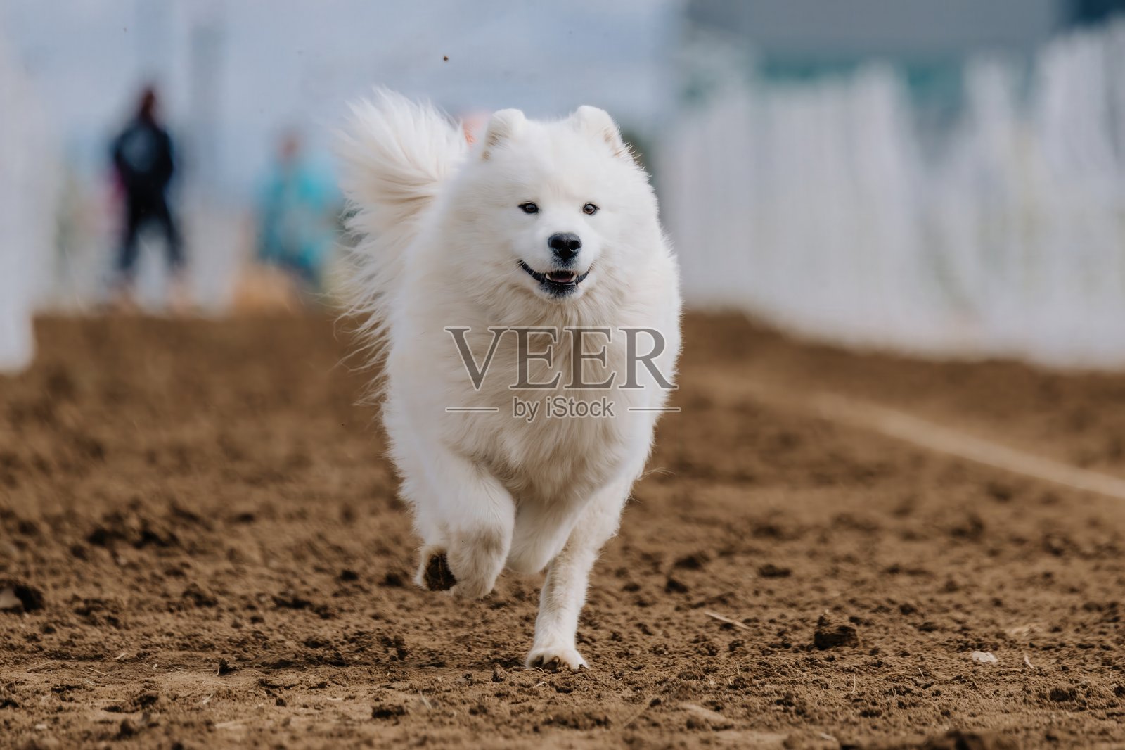 纯种白色萨摩耶犬在诱饵跑道上奔跑，参加犬类运动照片摄影图片