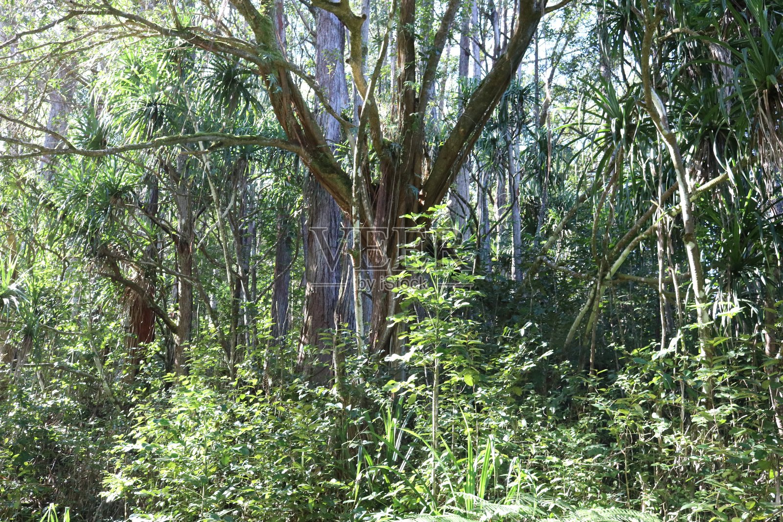 阳光下的森林树木照片摄影图片