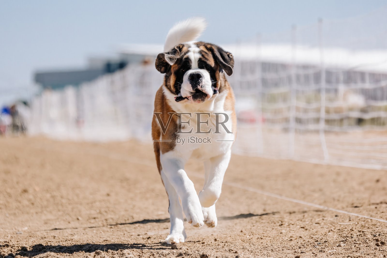 纯种圣伯纳犬在诱饵赛道上奔跑的狗运动照片摄影图片