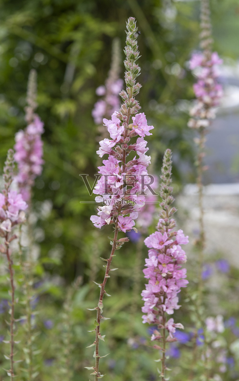乡村花园中盛开的粉色高花照片摄影图片