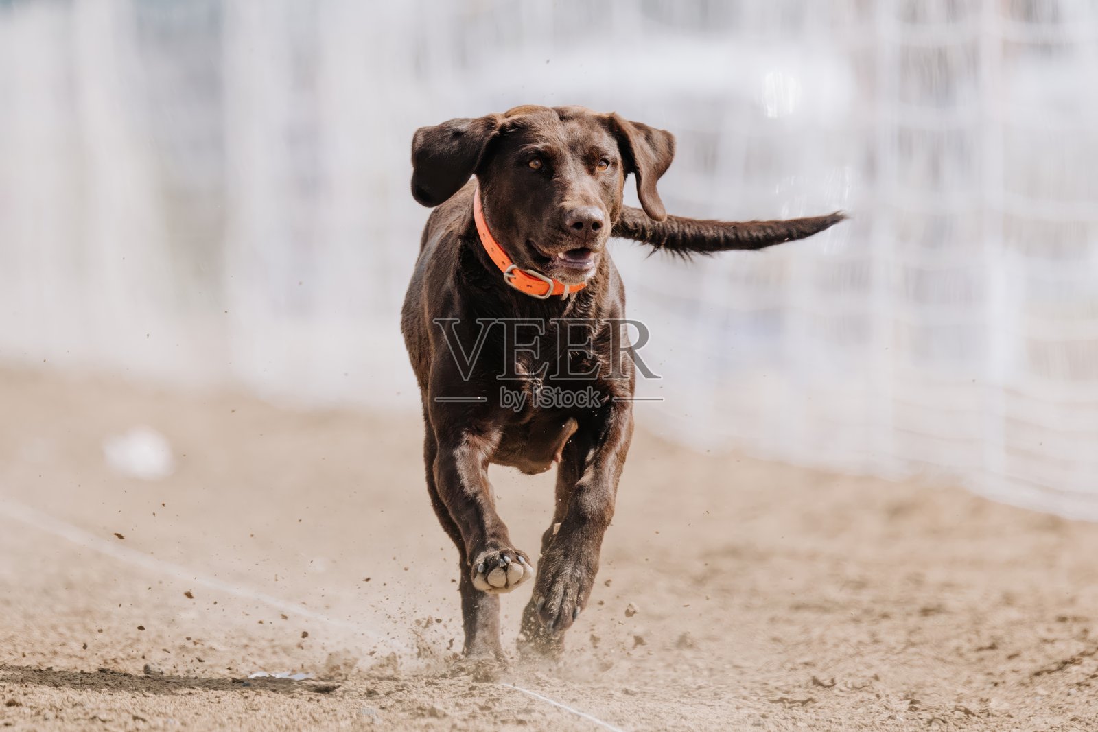 巧克力拉布拉多寻回犬在诱饵课程中奔跑，狗狗运动照片摄影图片