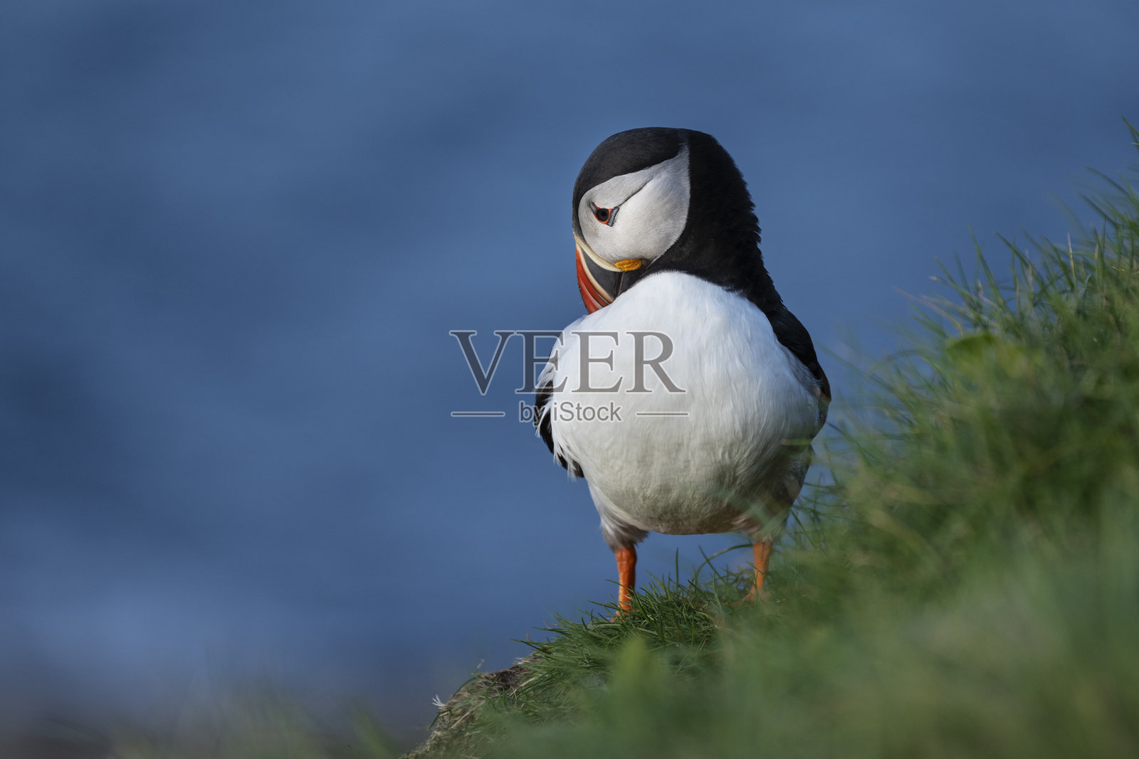 大西洋海雀，奥布里安城堡，韦斯特雷，奥克尼群岛，苏格兰照片摄影图片
