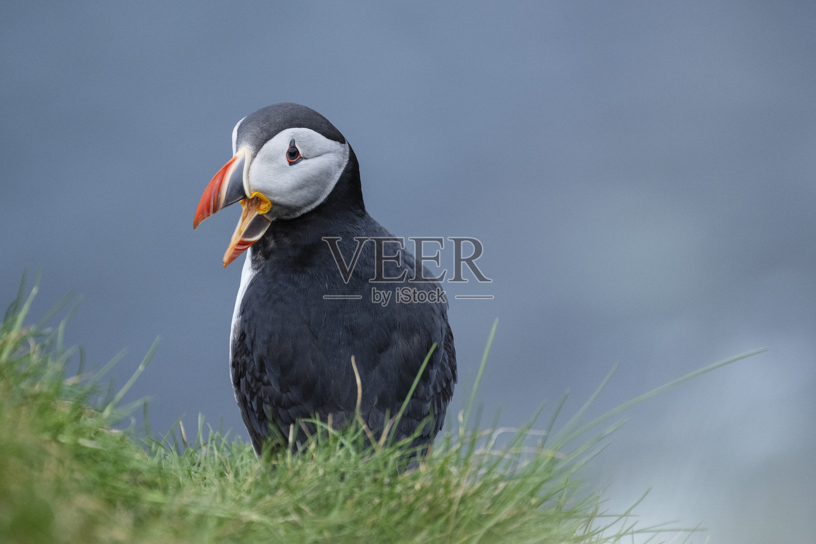 苏格兰奥克尼群岛韦斯特雷岛的卡斯尔·奥布里安的亚特兰大海雀照片摄影图片