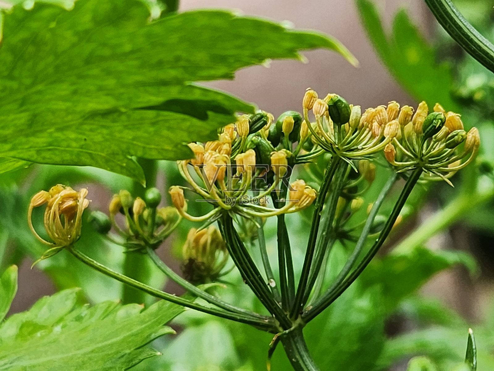 香菜花序，香菜花，香菜的伞形花序：种子的摇篮，对自然和栽培至关重要照片摄影图片