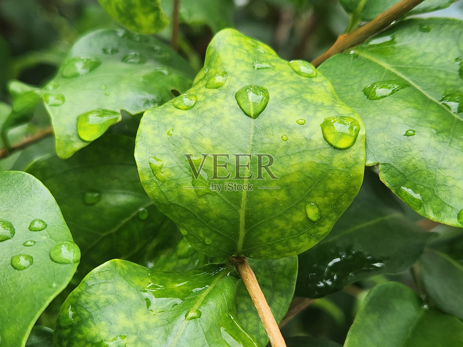 马赛克斑点，马赛克变色，带有马赛克图案的皮唐果叶：疾病或压力症状照片摄影图片