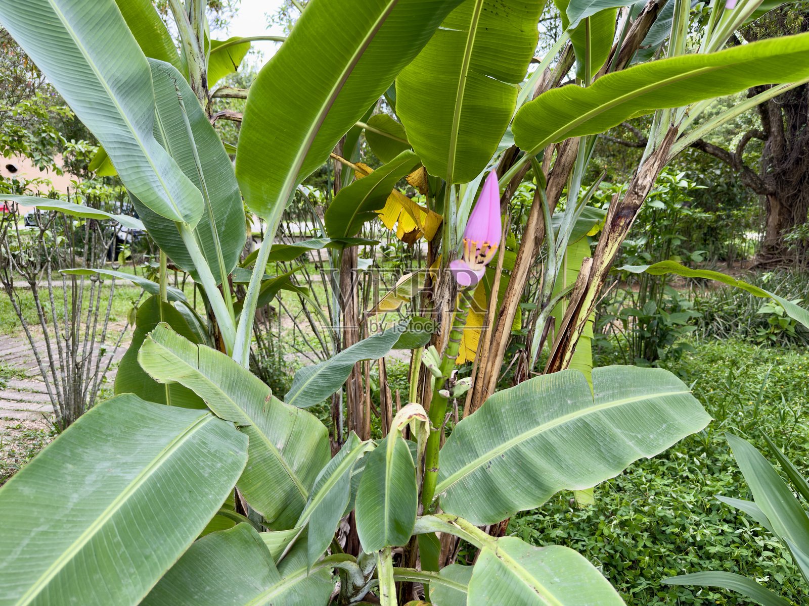 美丽的粉色花朵上有蜜蜂在采蜜，背景模糊。照片摄影图片