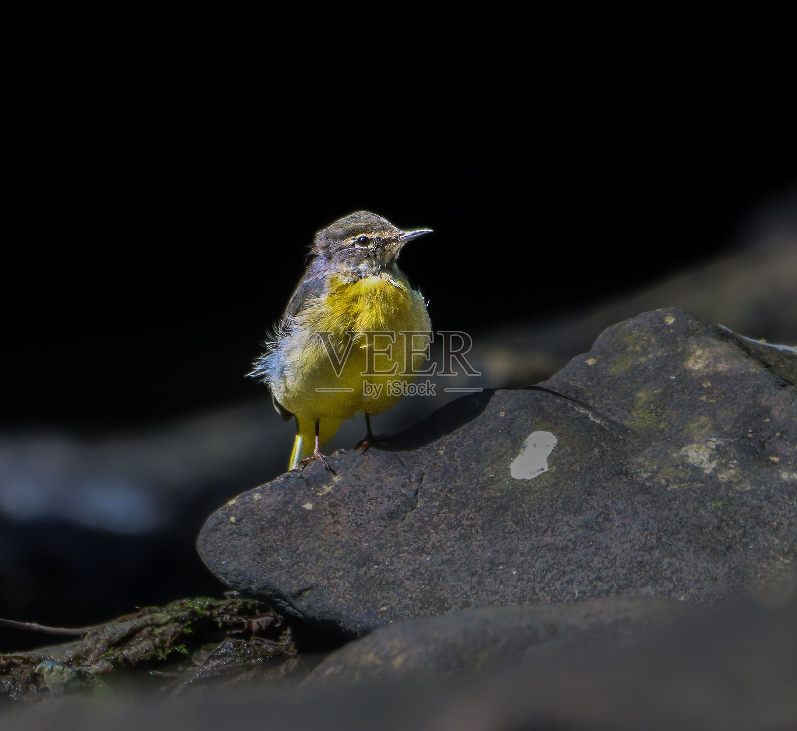 小灰鹡鸰（Motacilla cinerea）在黑色背景下栖息在岩石上的特写镜头照片摄影图片