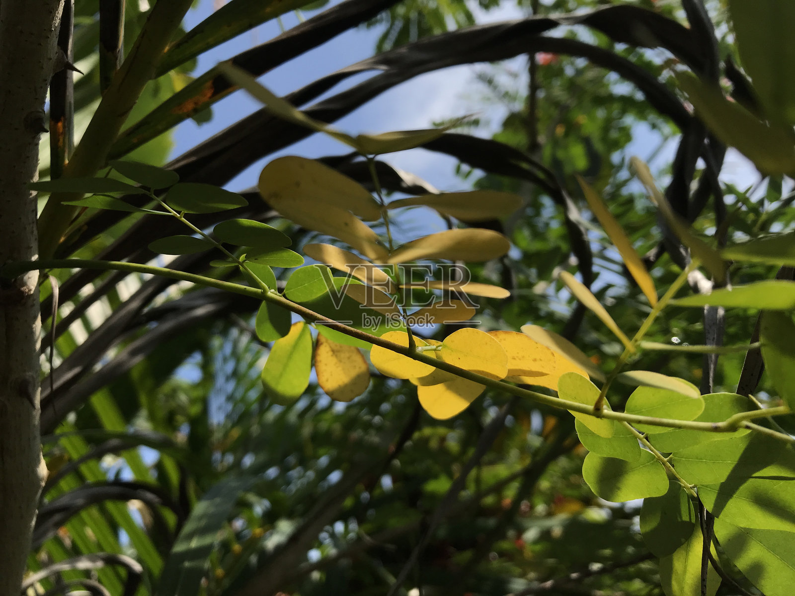 绿色叶子中的黄色叶子。照片摄影图片