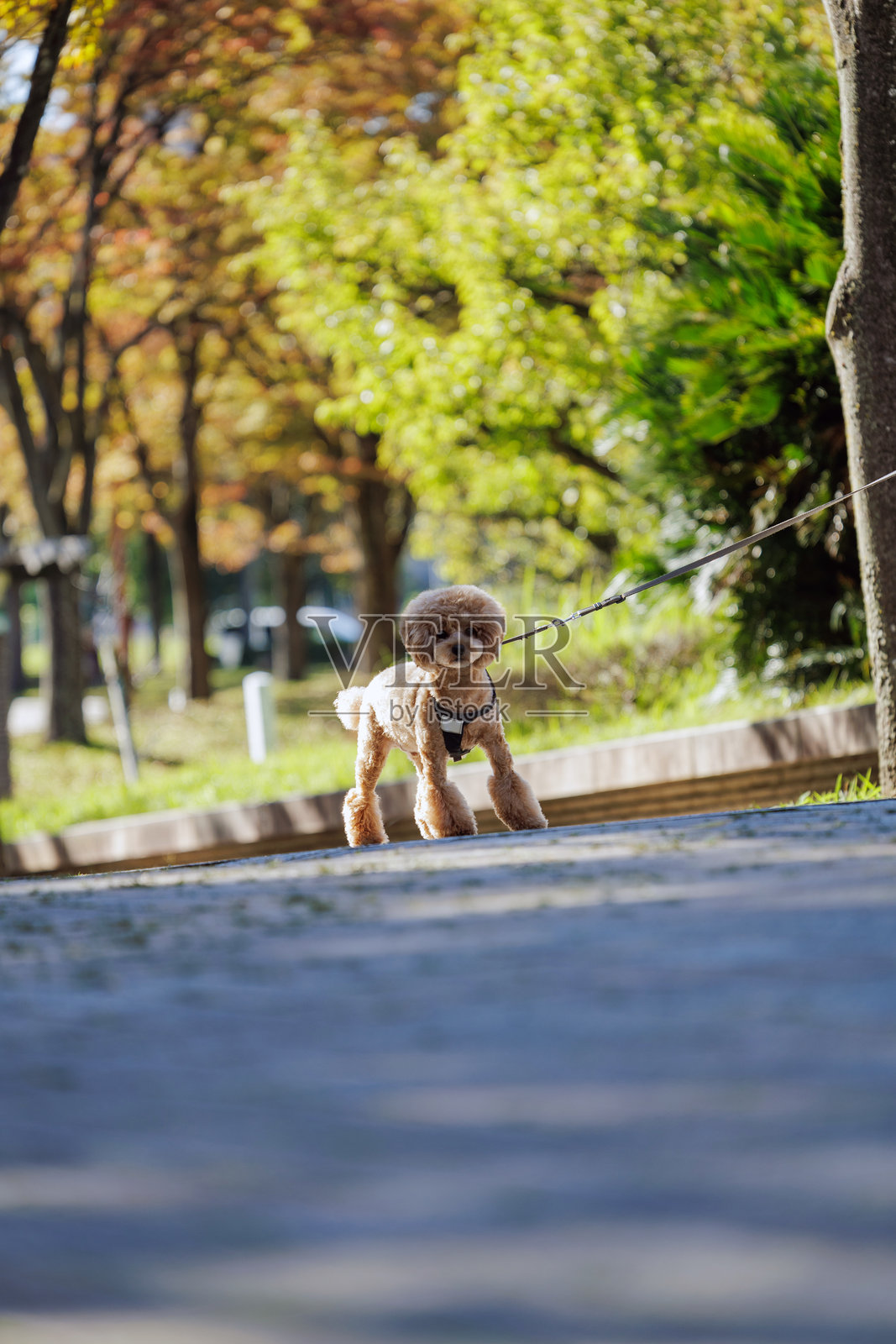 贵宾犬享受秋天的色彩照片摄影图片