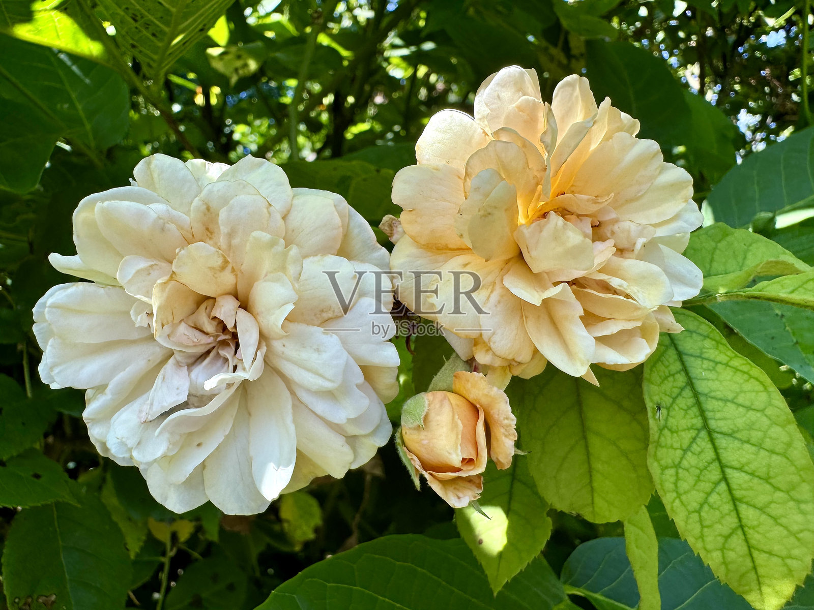 古老品种的英式玫瑰照片摄影图片