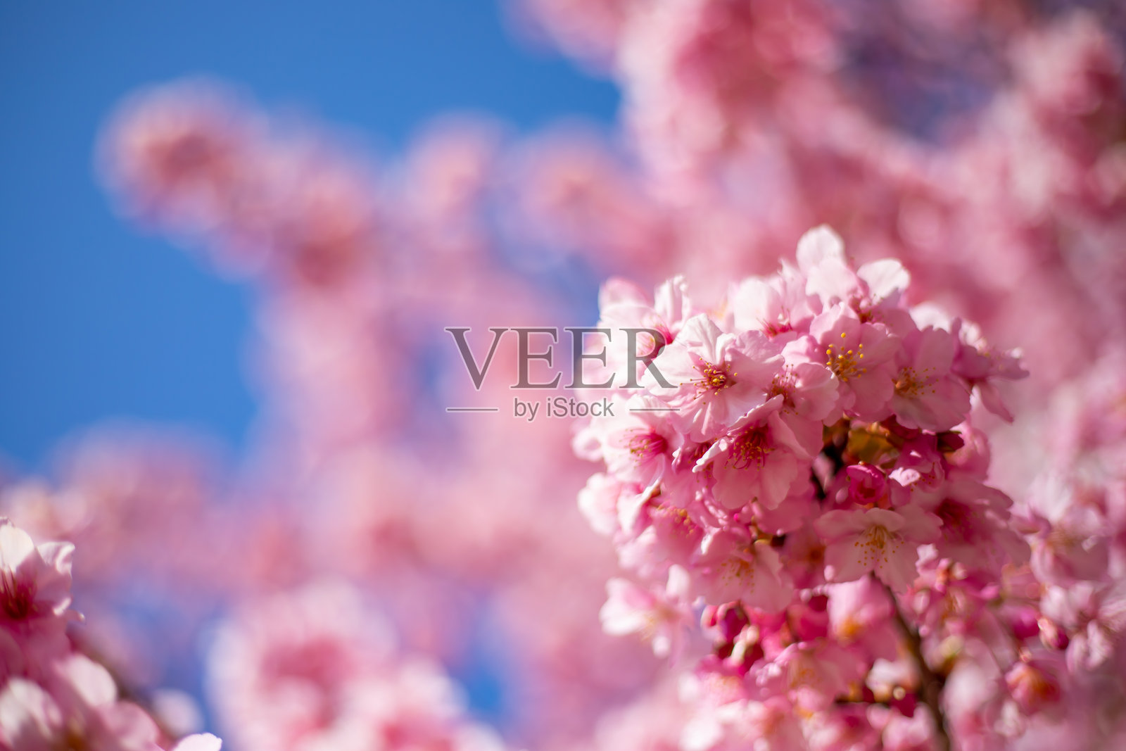 东京旧中川河畔的河津樱花照片摄影图片