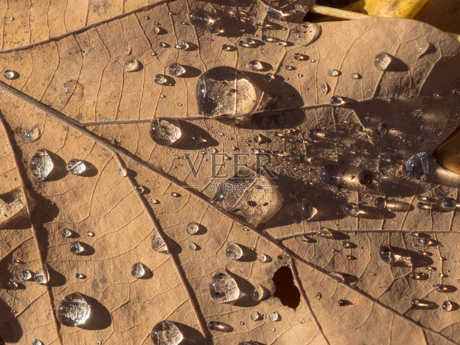 水滴特写照片摄影图片
